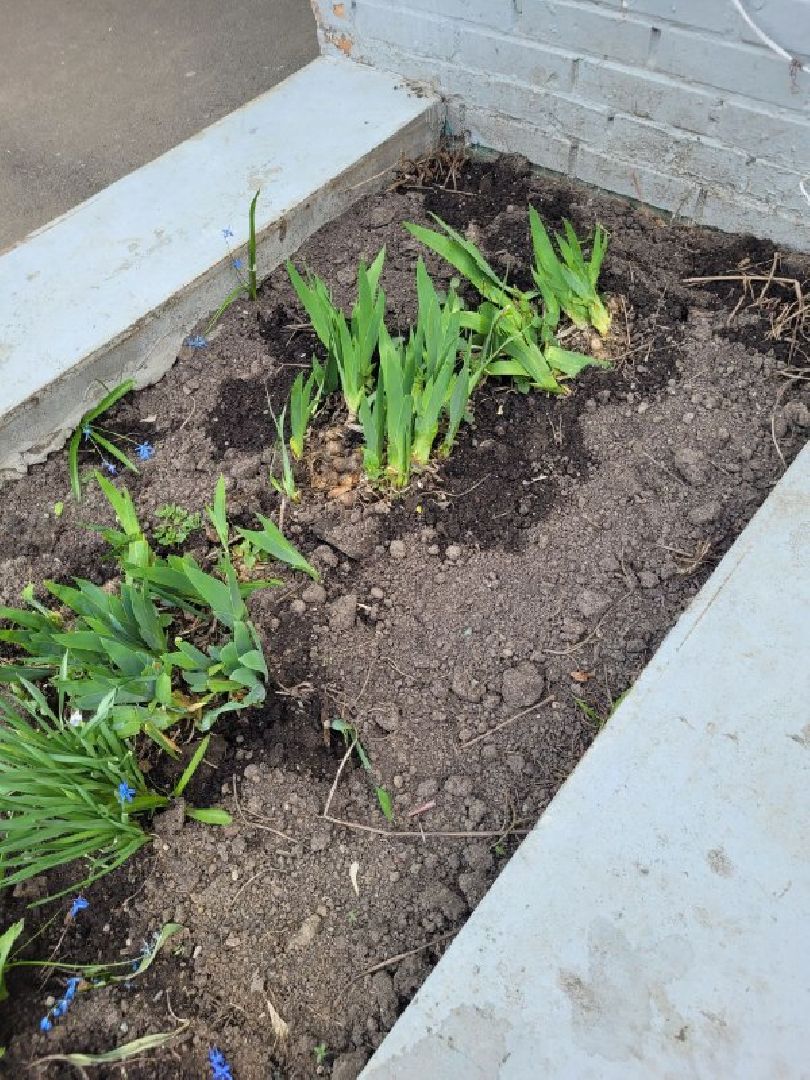 озеленение, депутат, помощь, экология, Видное, деревья