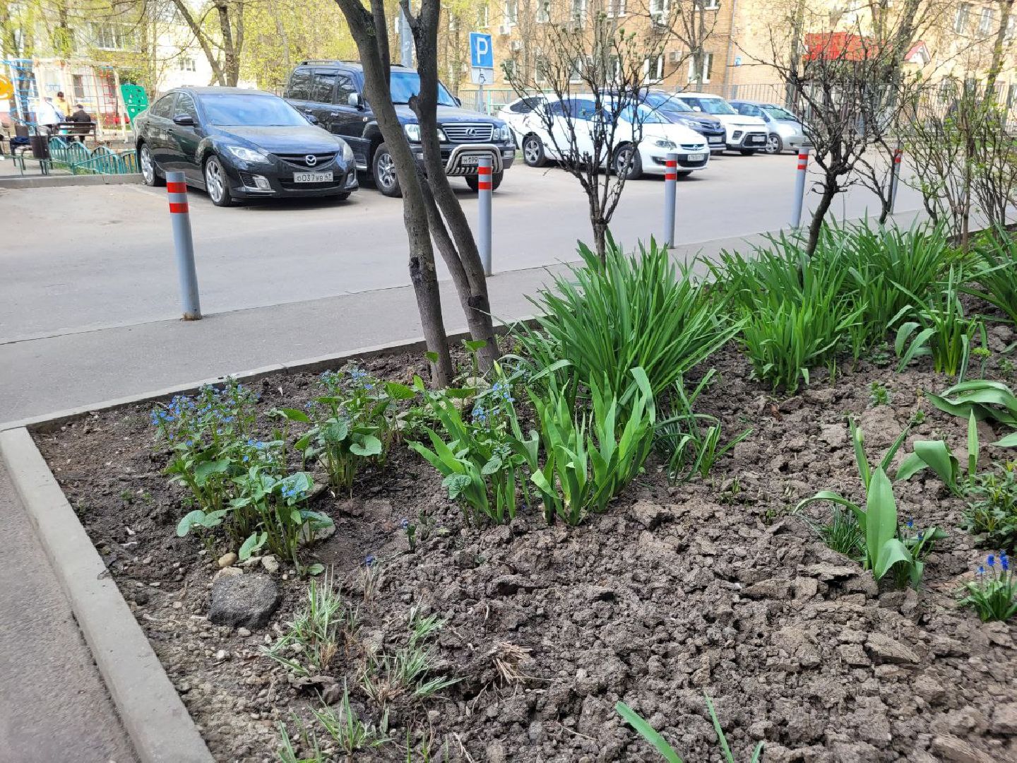 озеленение, депутат, помощь, экология, Видное, деревья