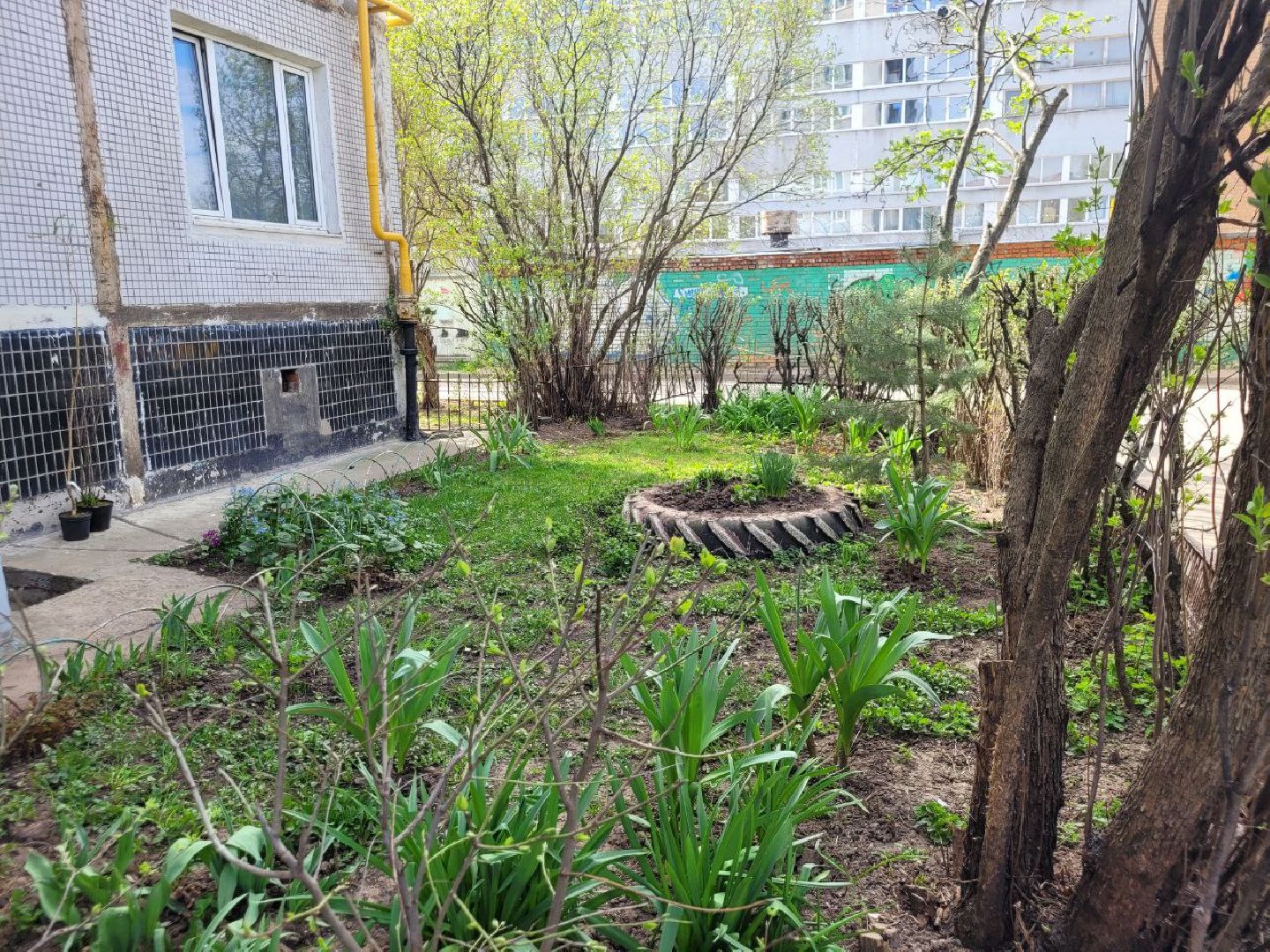 озеленение, депутат, помощь, экология, Видное, деревья