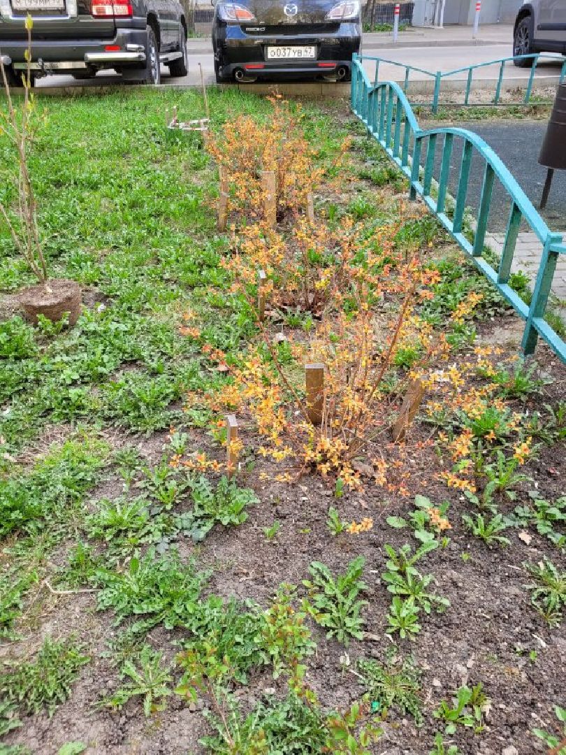 озеленение, депутат, помощь, экология, Видное, деревья