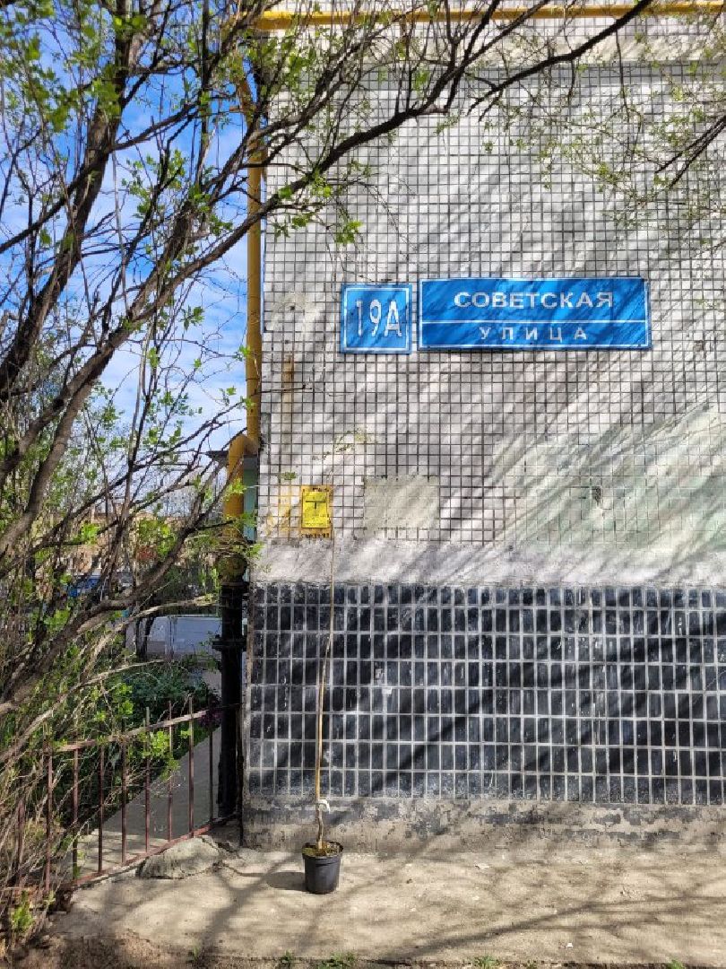 озеленение, депутат, помощь, экология, Видное, деревья