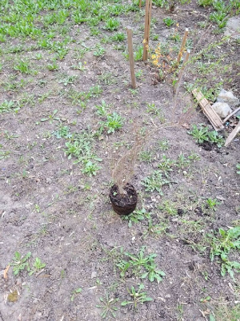 озеленение, депутат, помощь, экология, Видное, деревья