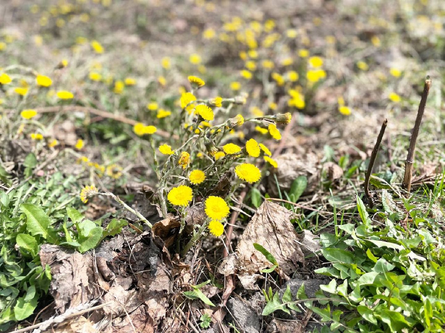 Сергиев Посад, Сергиево-Посадский городской округ, Благоустройство, Субботник, Уборка, Весна