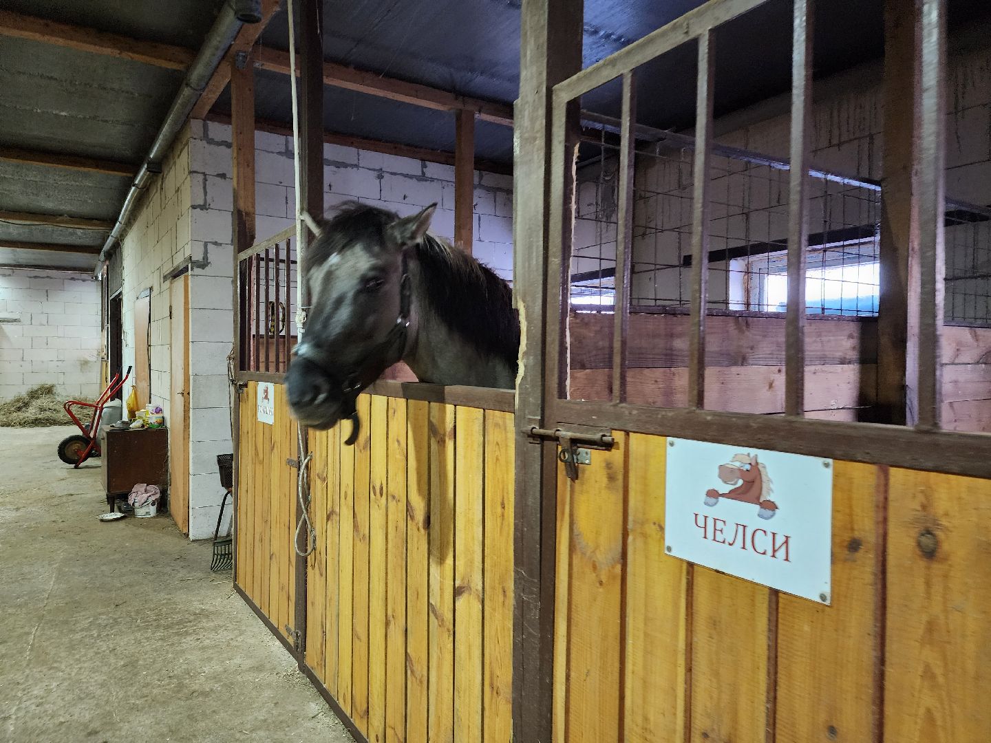 Зарайск, туризм, конный клуб,