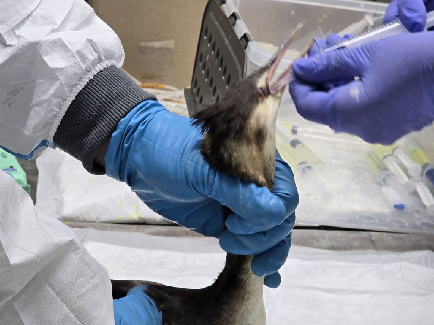 раменское, анапа, волонтер,волонтеры подмосковья,