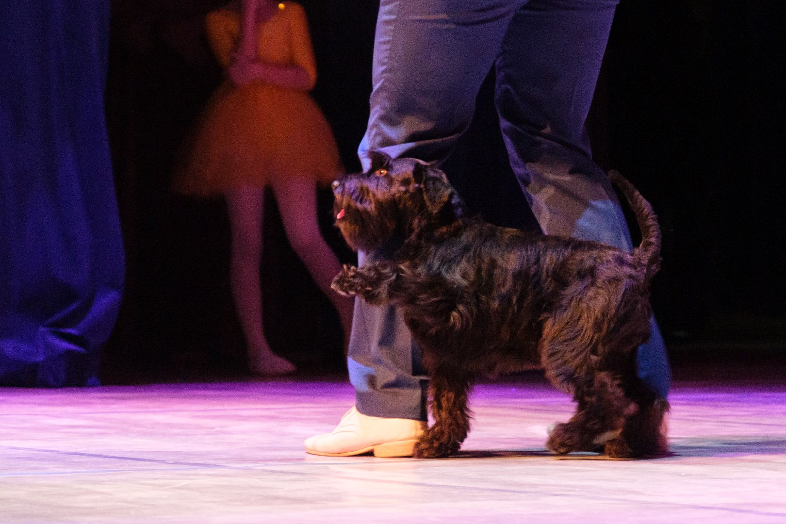 лыткарино, дк цм, концерт дк цм, культура, культурные мероприятия, вертикалка,