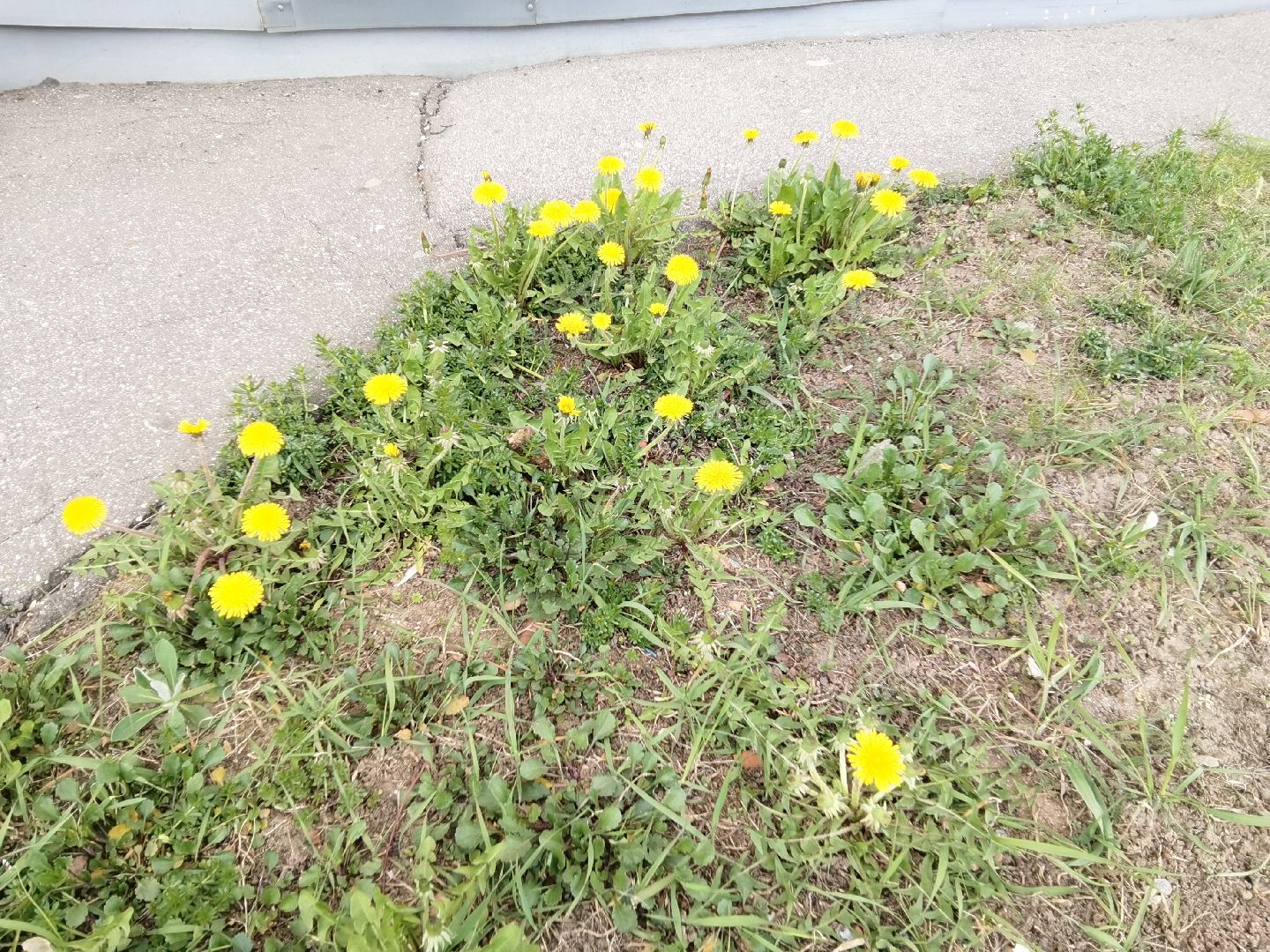 Балашиха, весна, одуванчики, цветы, деревья, растения, ТСН Любимый дом, улица Заречная, содержание территорий