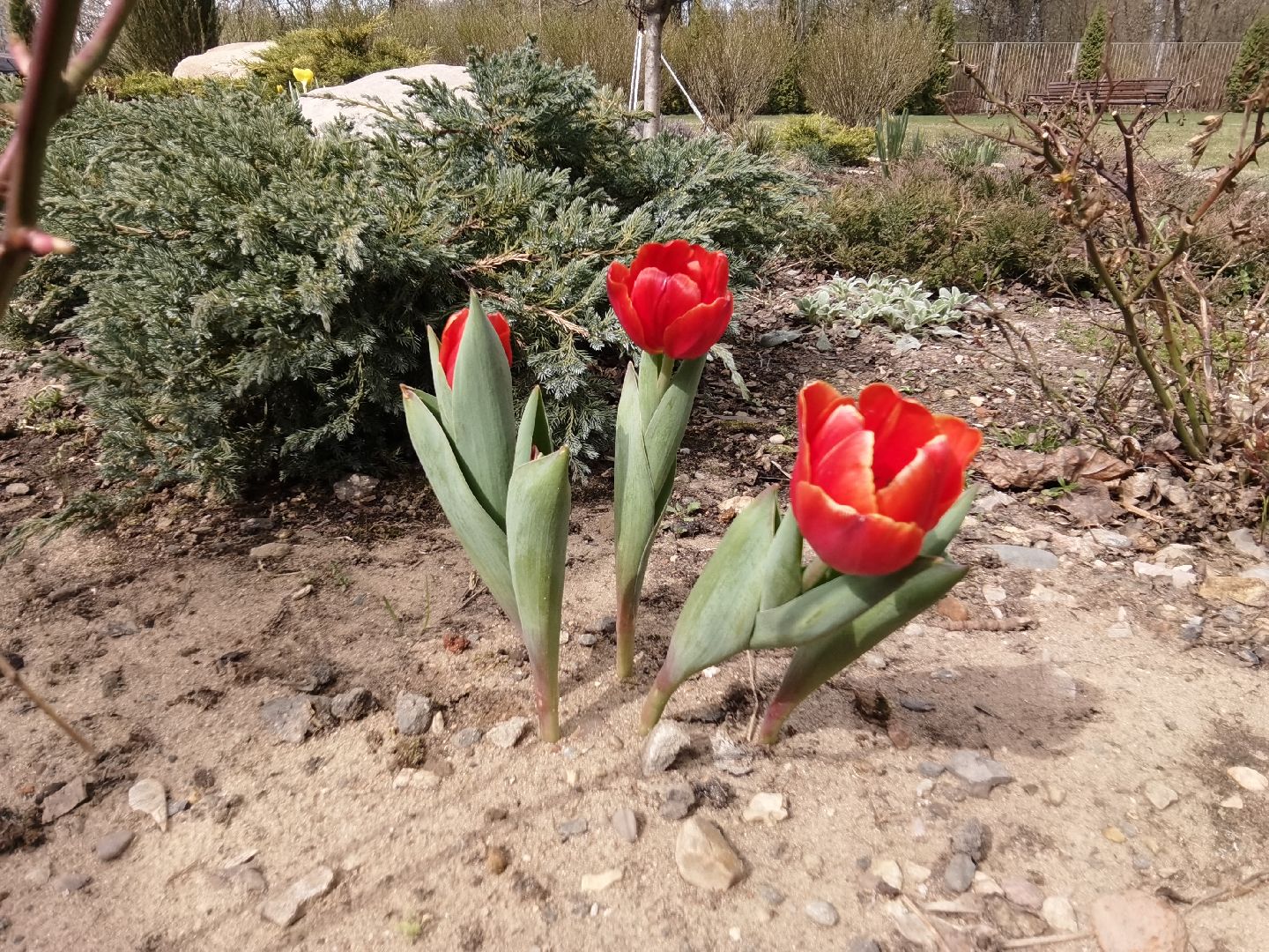 Балашиха, весна, одуванчики, цветы, деревья, растения, ТСН Любимый дом, улица Заречная, содержание территорий
