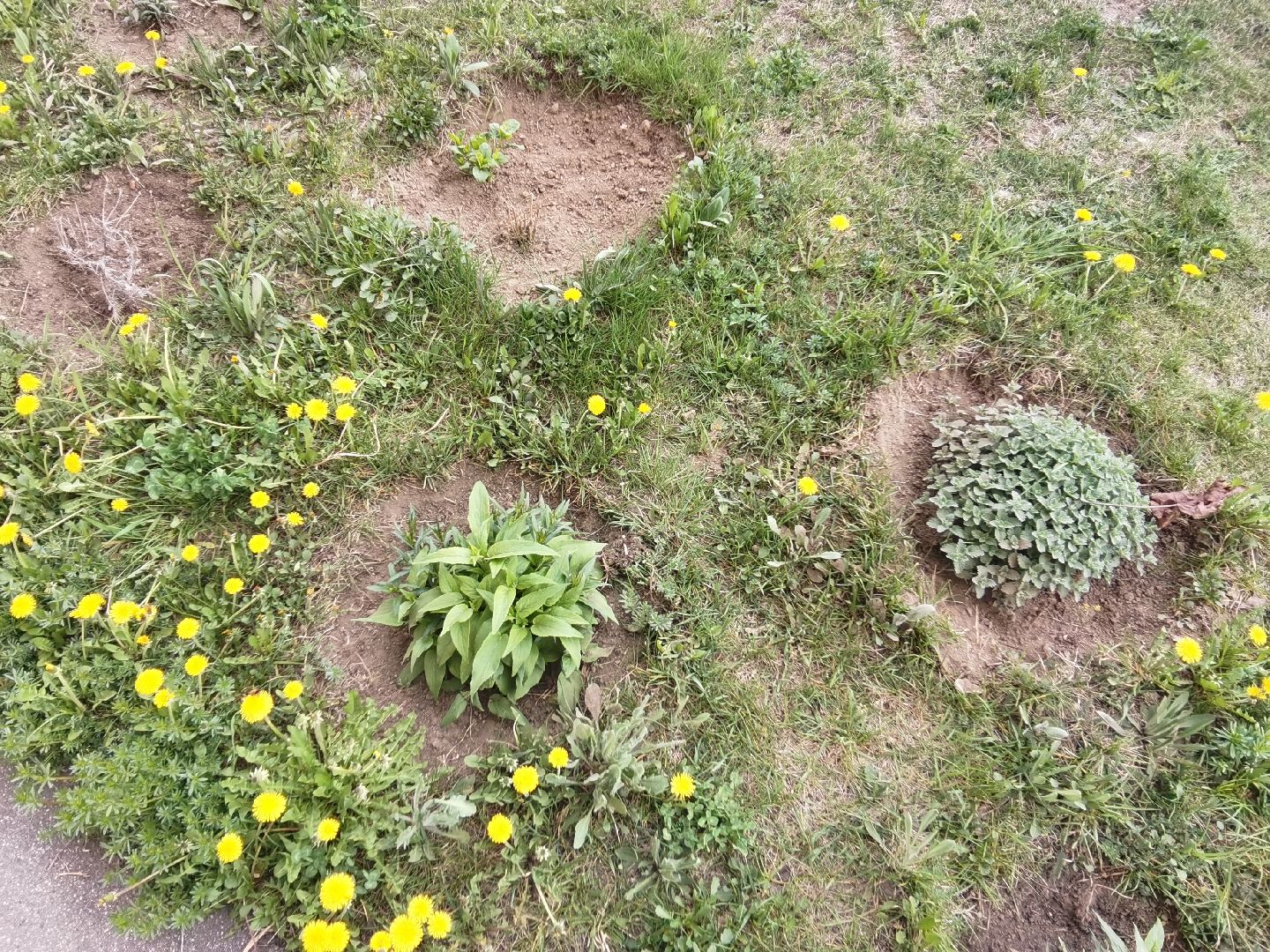 Балашиха, весна, одуванчики, цветы, деревья, растения, ТСН Любимый дом, улица Заречная, содержание территорий