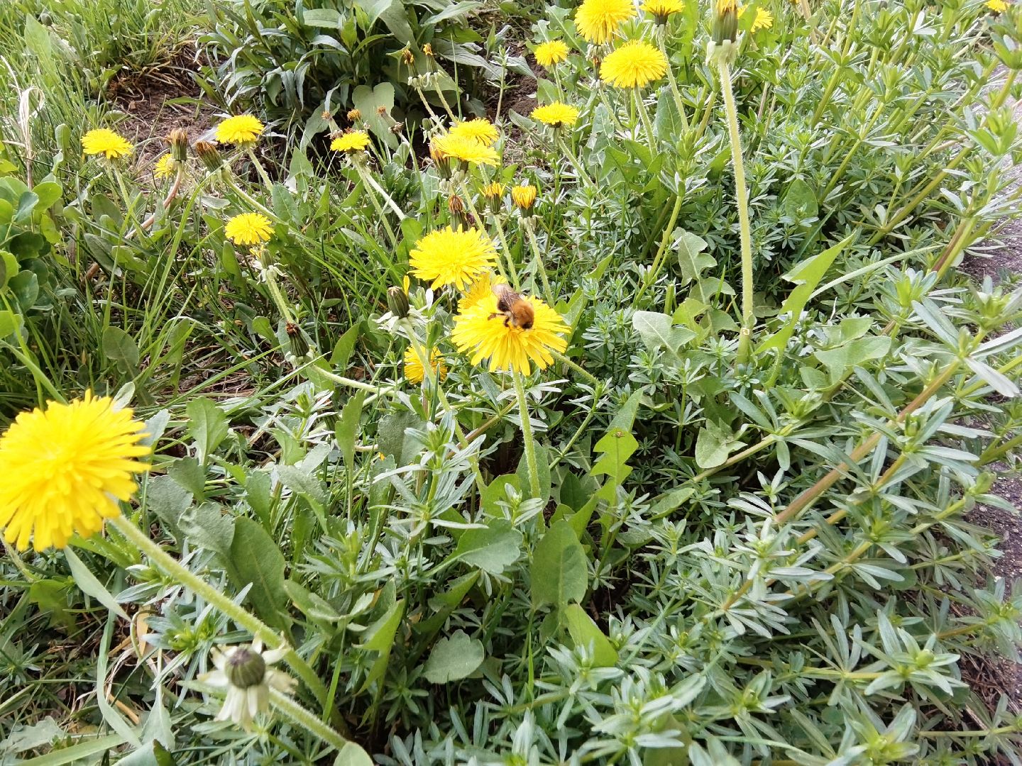 Балашиха, весна, одуванчики, цветы, деревья, растения, ТСН Любимый дом, улица Заречная, содержание территорий