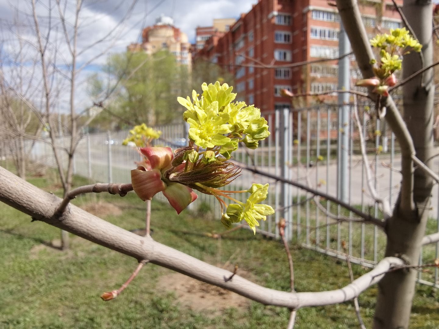Балашиха, весна, одуванчики, цветы, деревья, растения, ТСН Любимый дом, улица Заречная, содержание территорий