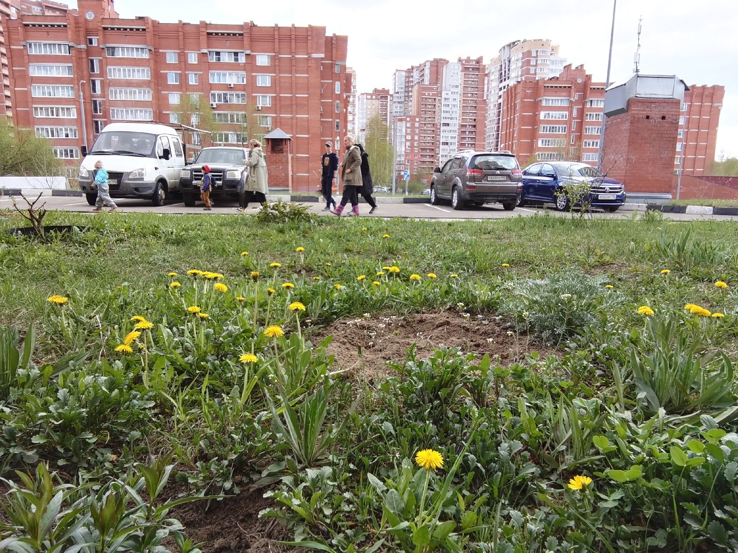 Балашиха, весна, одуванчики, цветы, деревья, растения, ТСН Любимый дом, улица Заречная, содержание территорий