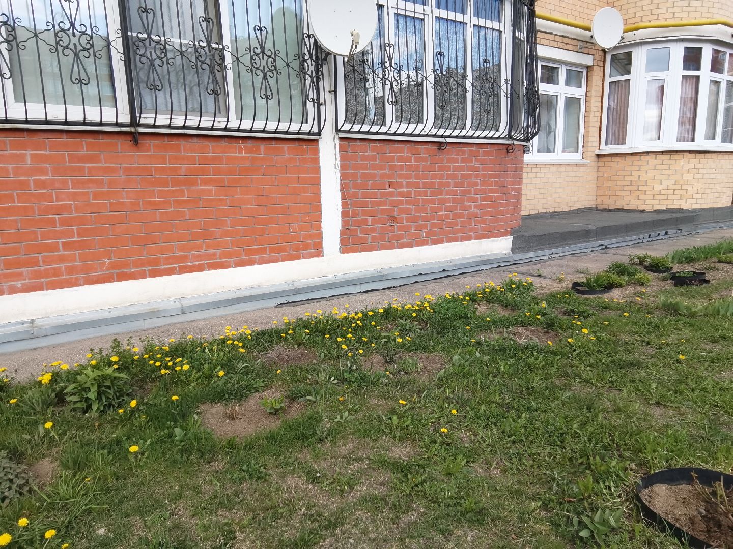 Балашиха, весна, одуванчики, цветы, деревья, растения, ТСН Любимый дом, улица Заречная, содержание территорий