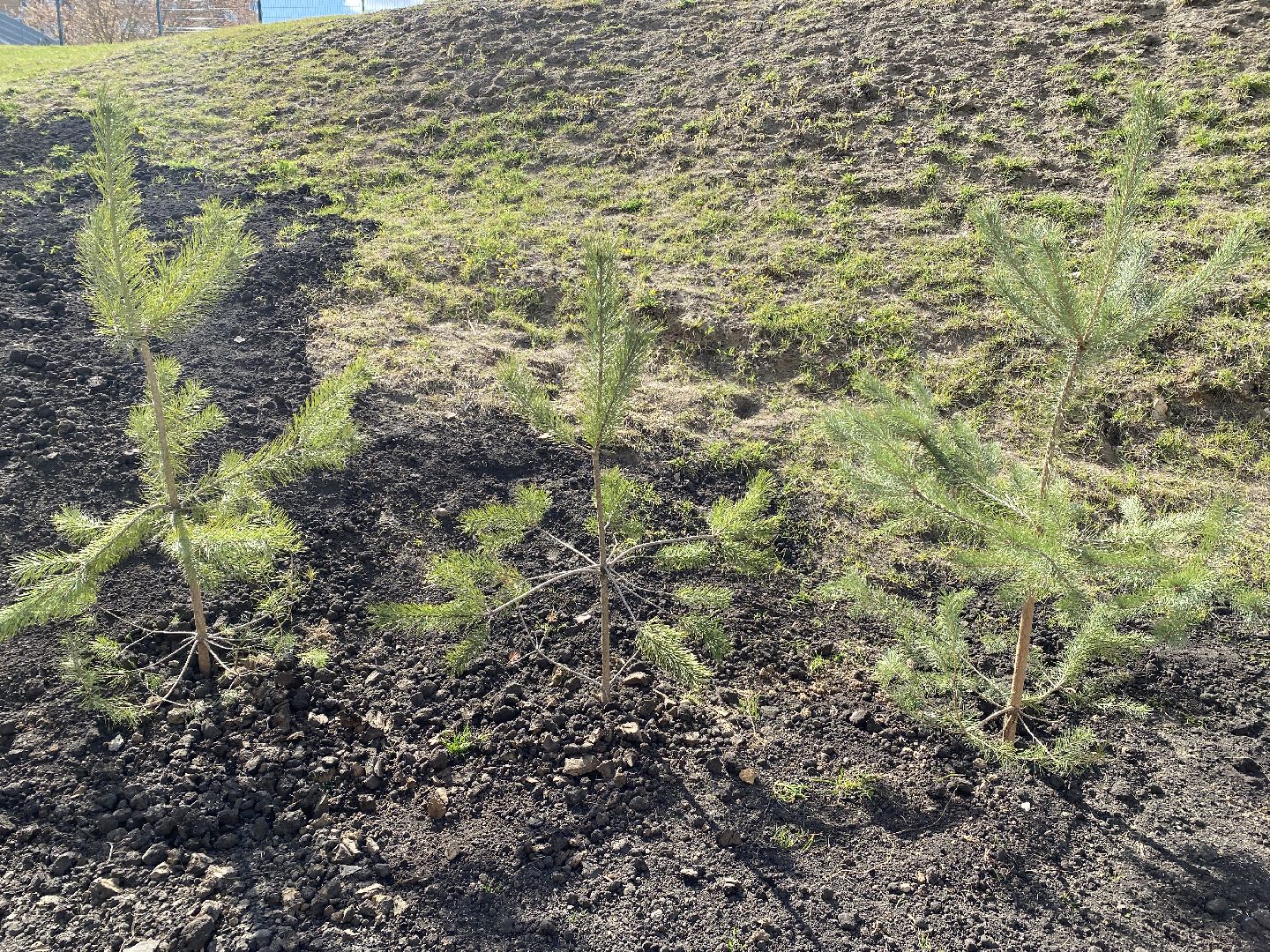 Чехов, благоустройство, Теребенка, депутат, дерево