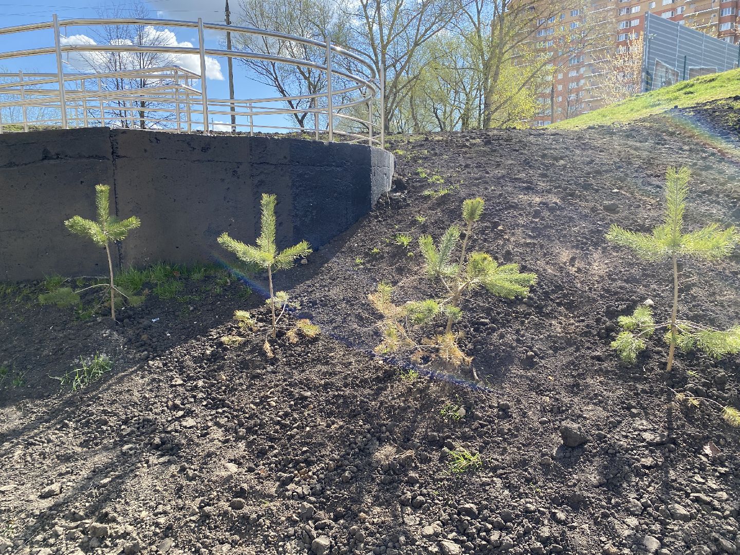 Чехов, благоустройство, Теребенка, депутат, дерево