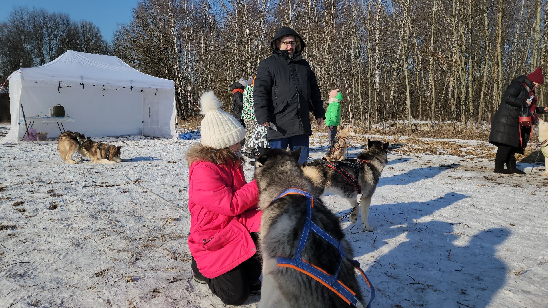 вертикалки, хаски, катание на хаски, собаки, отдых в подмосковье,