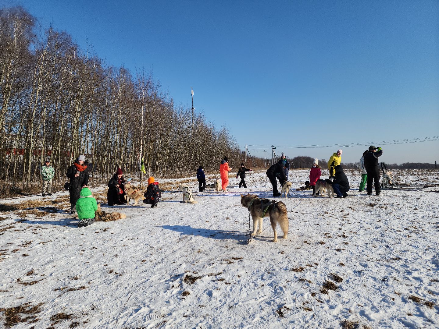 вертикалки, хаски, катание на хаски, собаки, отдых в подмосковье,