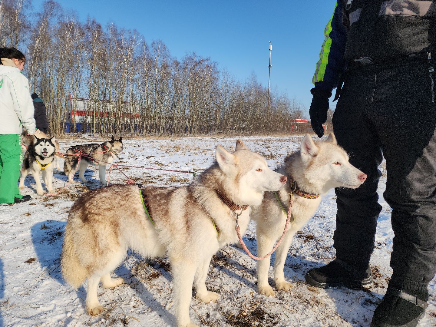 вертикалки, хаски, катание на хаски, собаки, отдых в подмосковье,