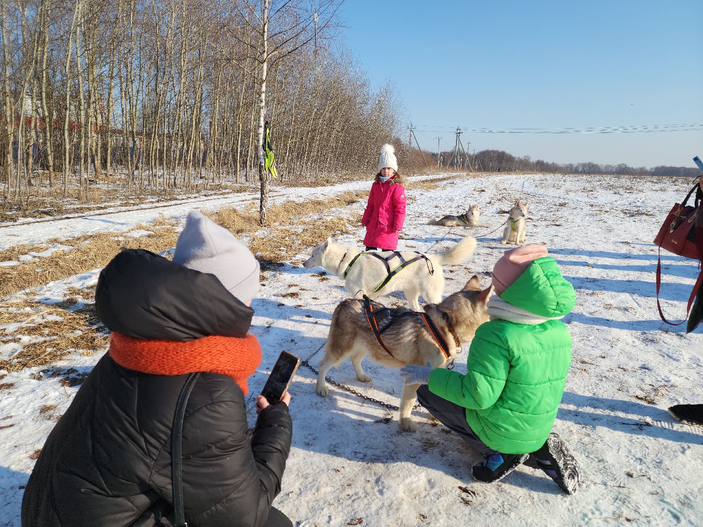 вертикалки, хаски, катание на хаски, собаки, отдых в подмосковье,