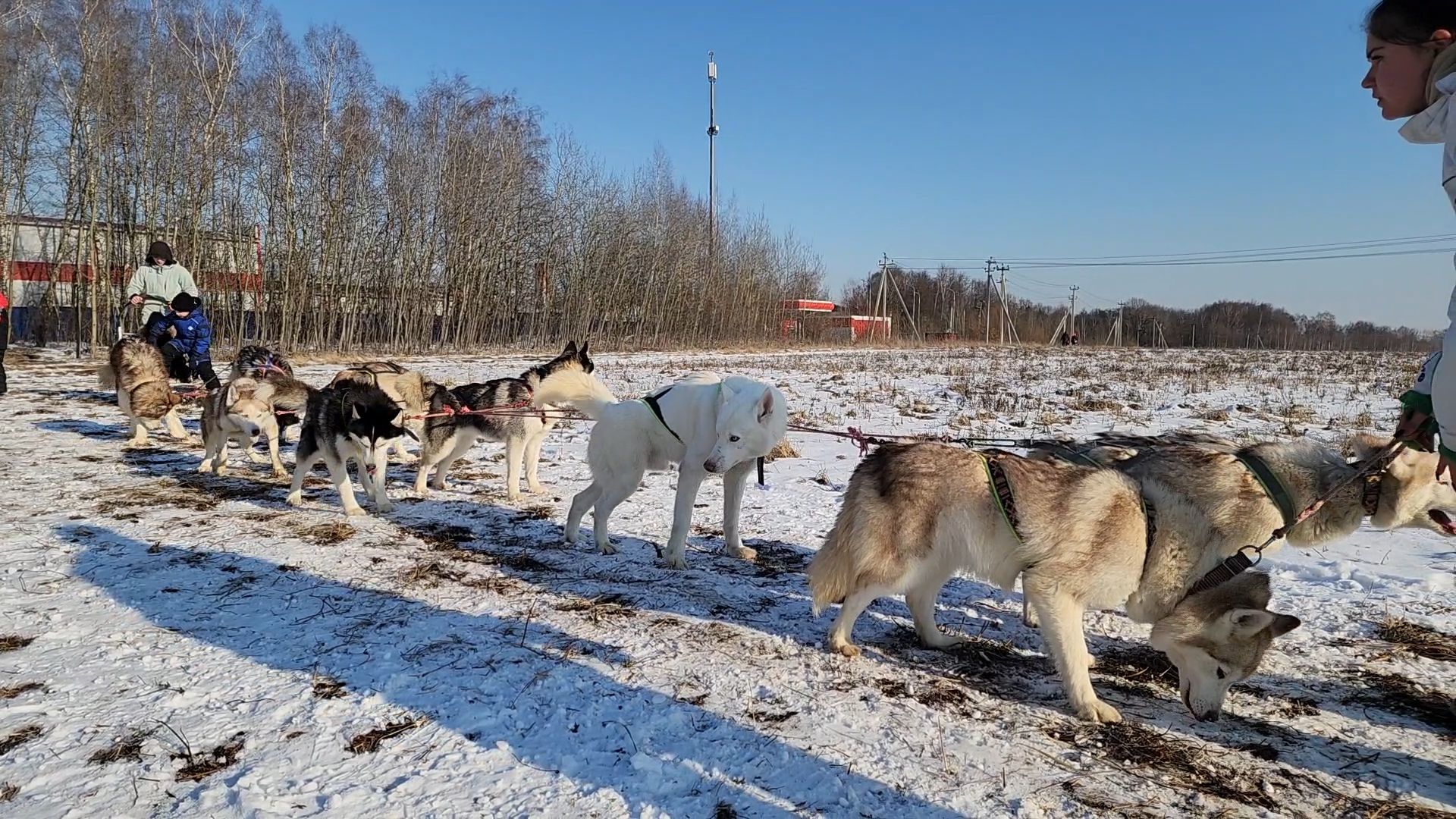 вертикалки, хаски, катание на хаски, собаки, отдых в подмосковье,
