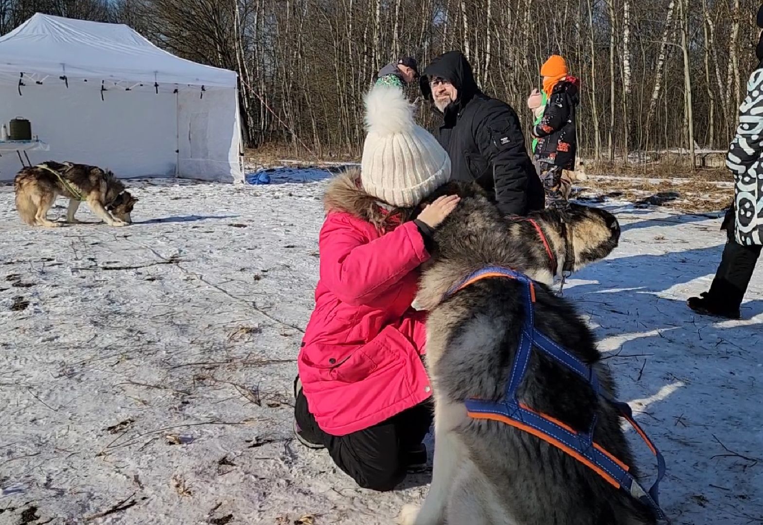 вертикалки, хаски, катание на хаски, собаки, отдых в подмосковье,