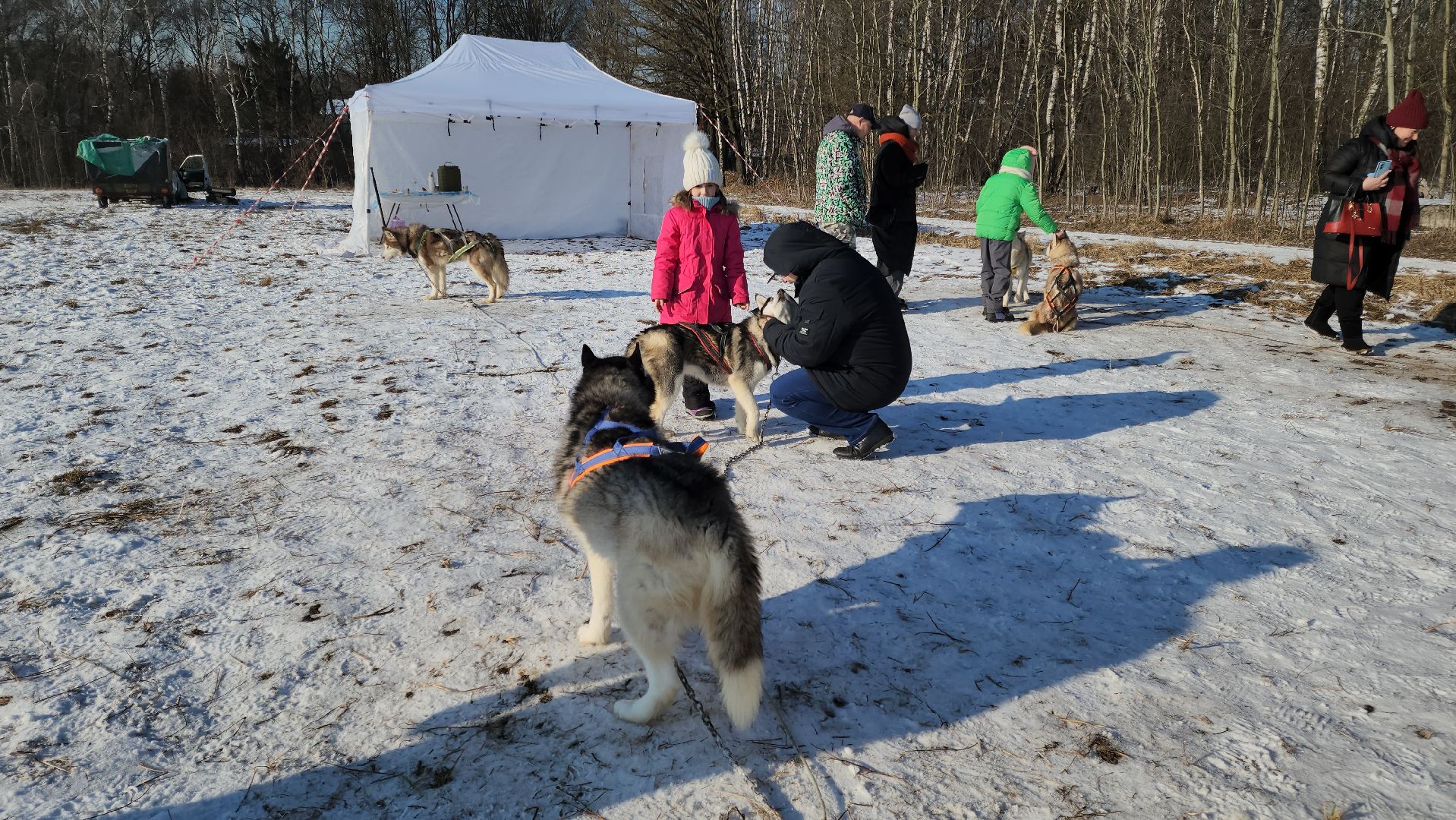 вертикалки, хаски, катание на хаски, собаки, отдых в подмосковье,