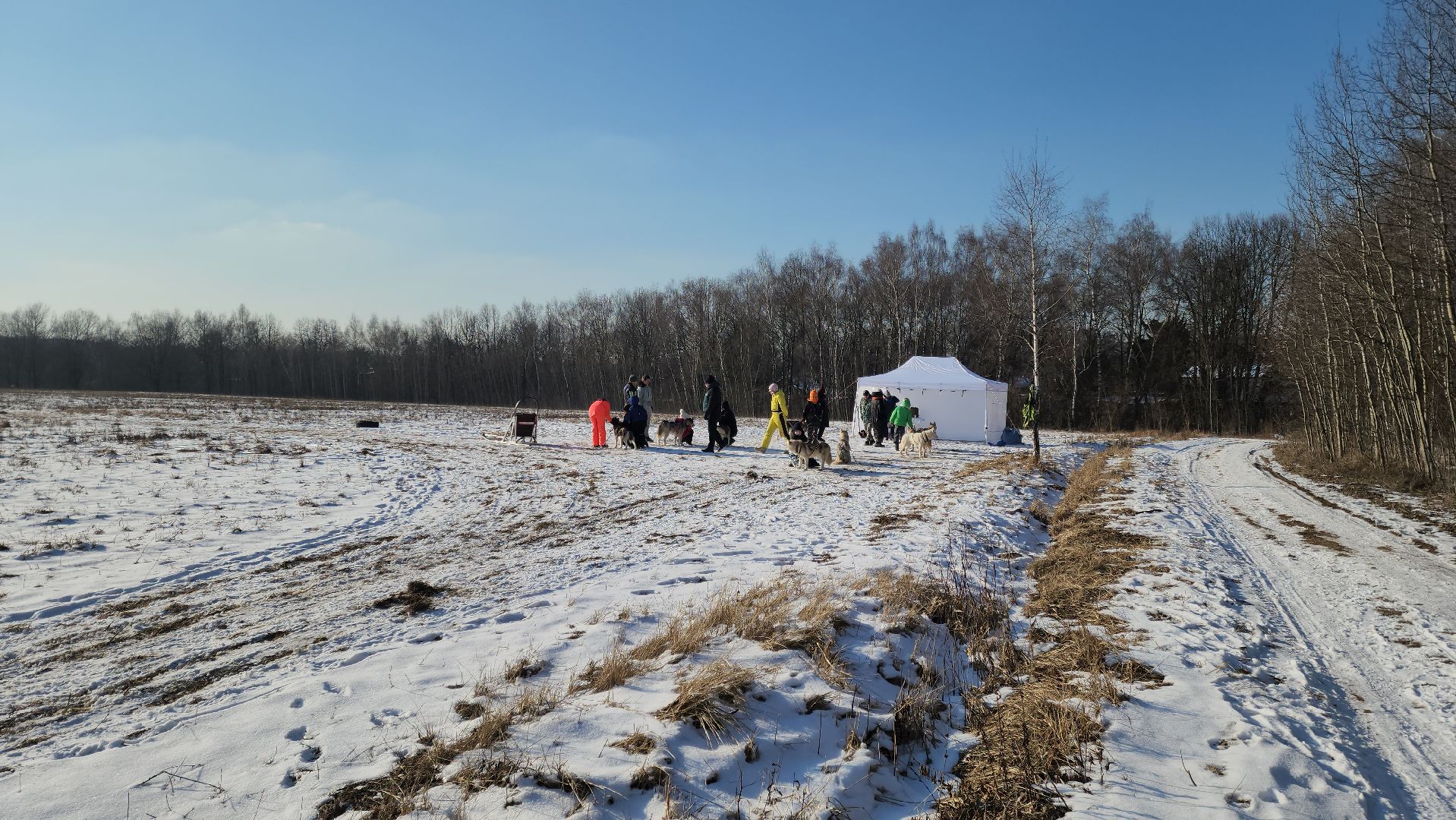 вертикалки, хаски, катание на хаски, собаки, отдых в подмосковье,