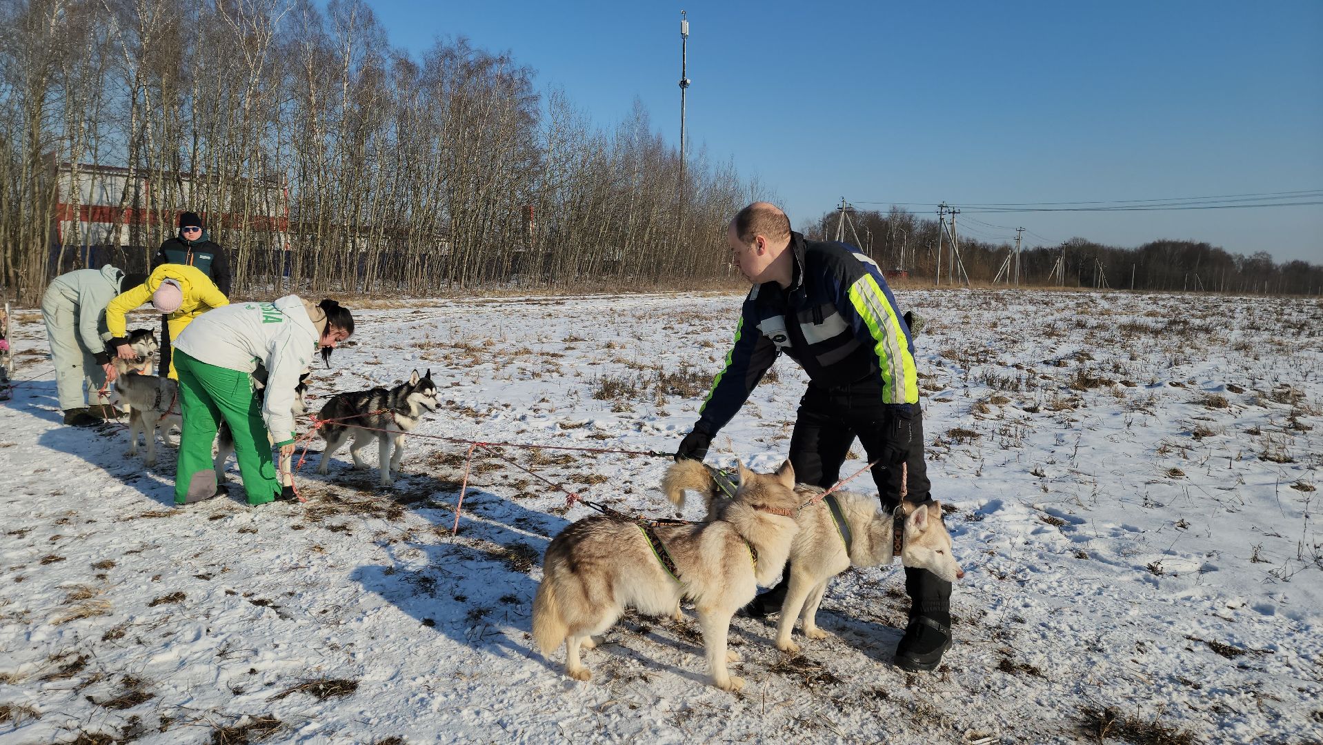 вертикалки, хаски, катание на хаски, собаки, отдых в подмосковье,