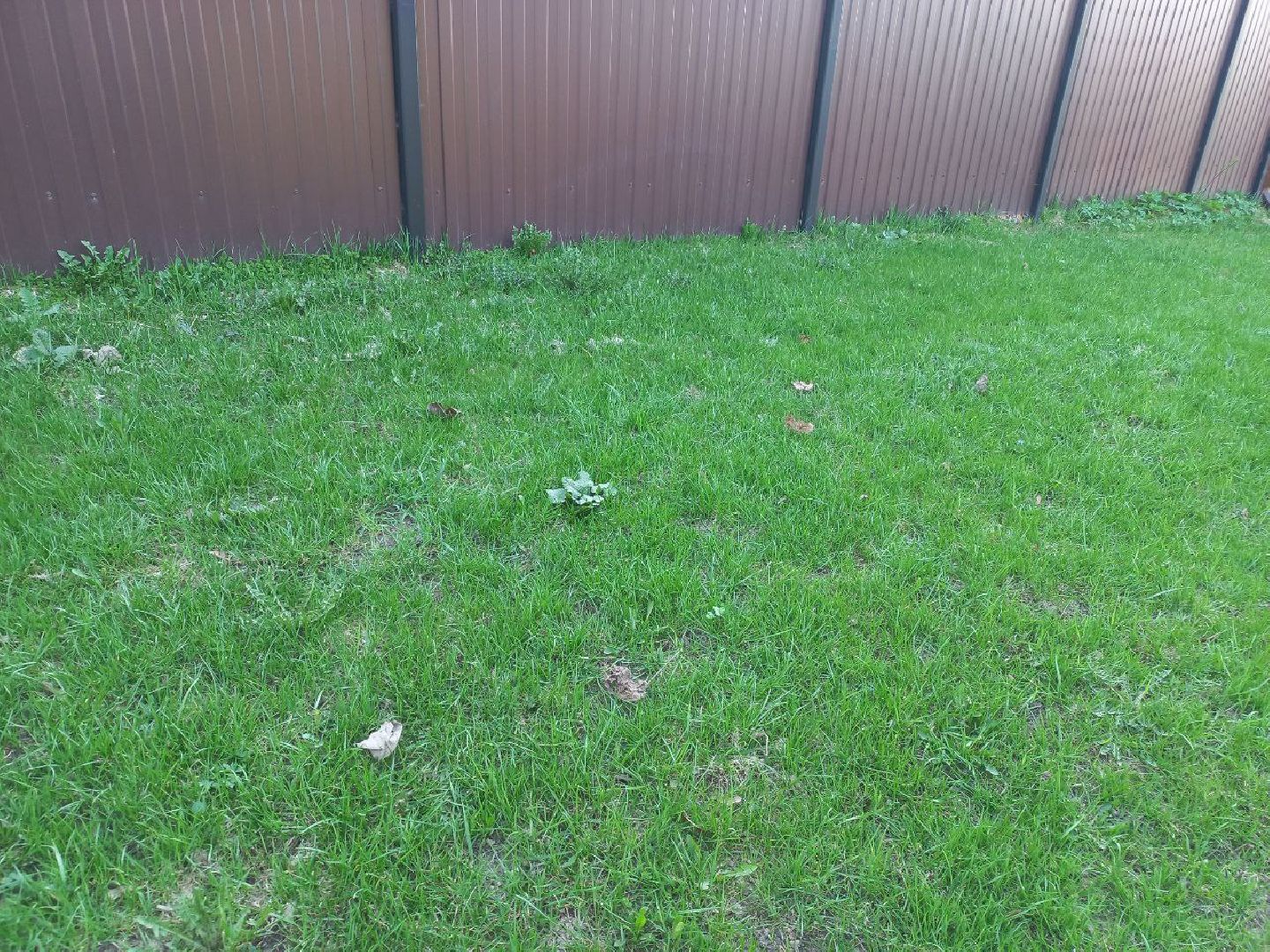 Солнечногорск, чистота, порядок, субботник, жители