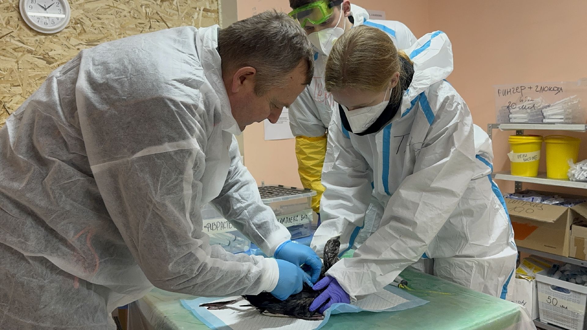 волонтры подмосковья, жуковский, анапа,