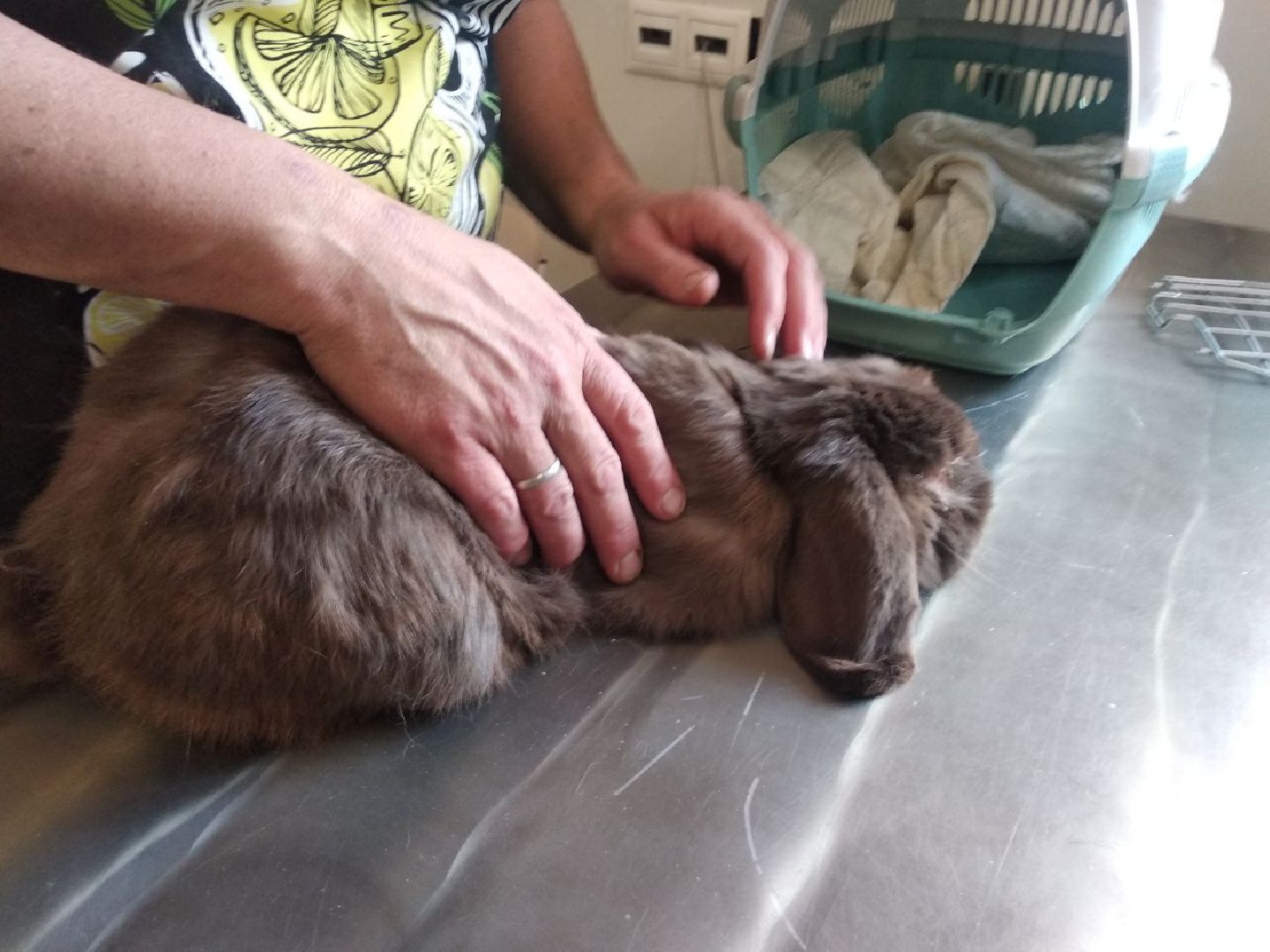 Дмитров, Ветеринарная станция, Общество