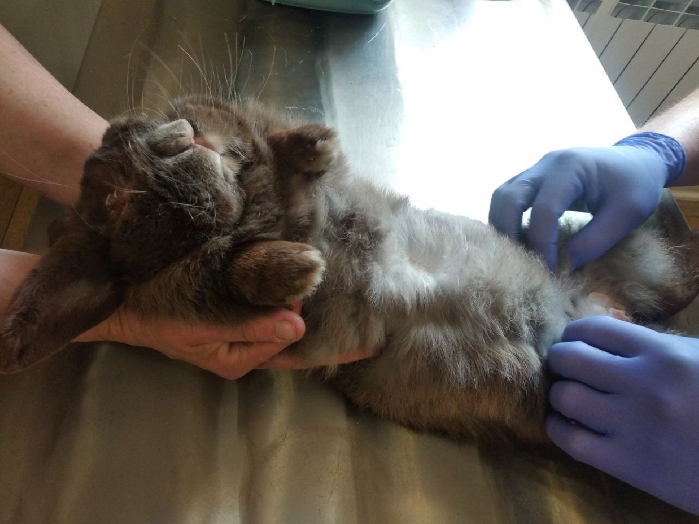 Дмитров, Ветеринарная станция, Общество