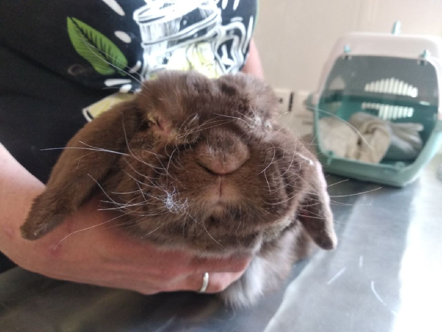 Дмитров, Ветеринарная станция, Общество