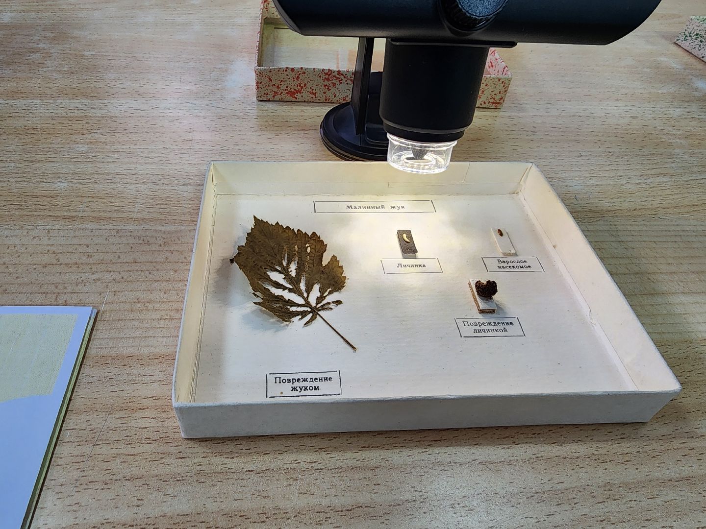 вертикалки, луховицы, образование,профориентация