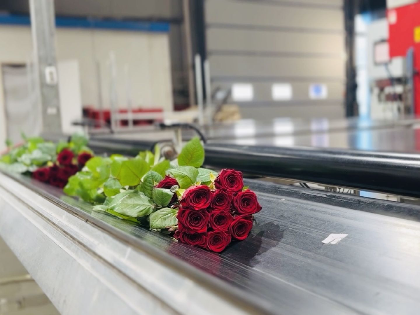 раменское, тепличный комплекс, 8 марта, цветы, розы,