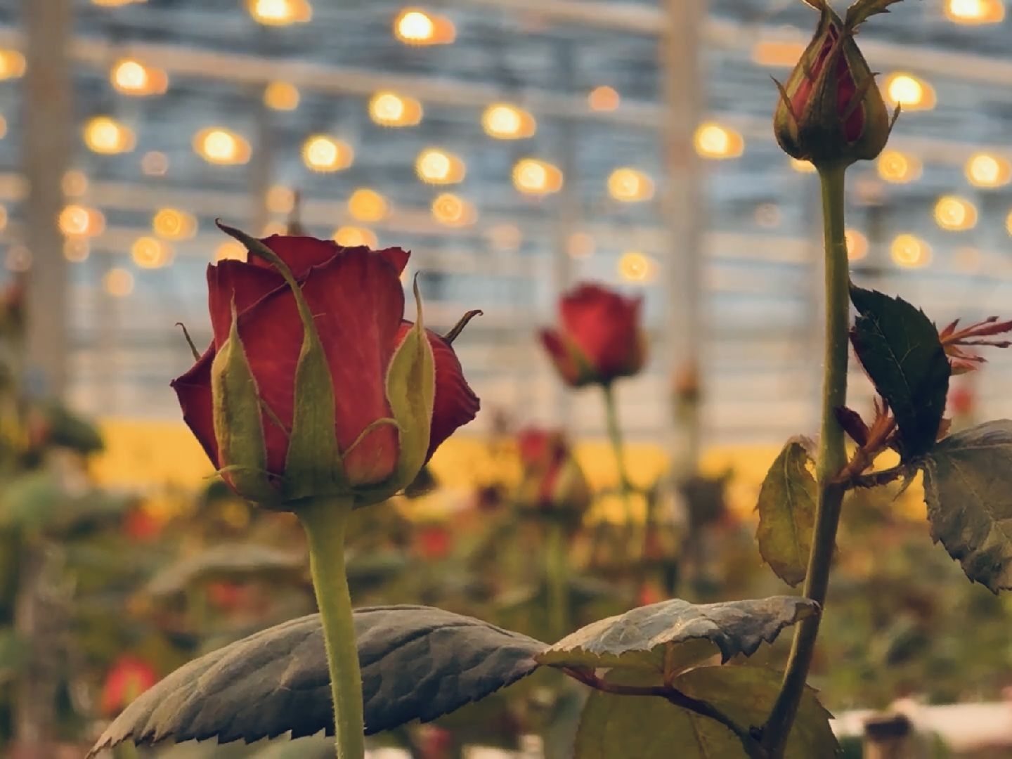 раменское, тепличный комплекс, 8 марта, цветы, розы,