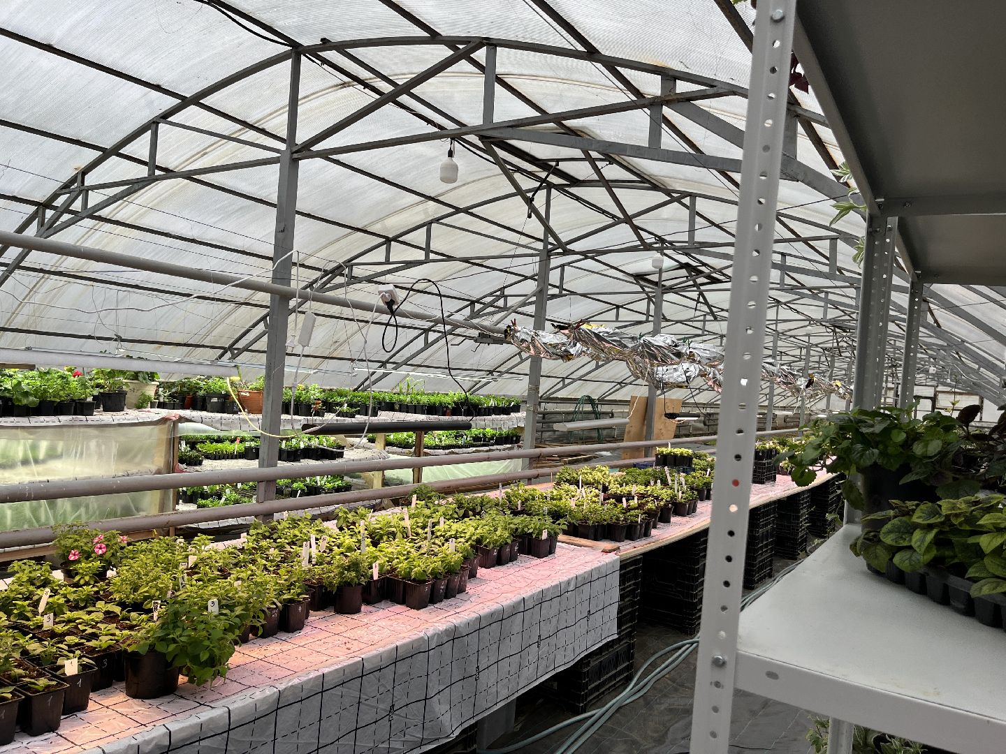 вертикалки, наро-фоминский городской округ, тепличное хозяйство, рассада,