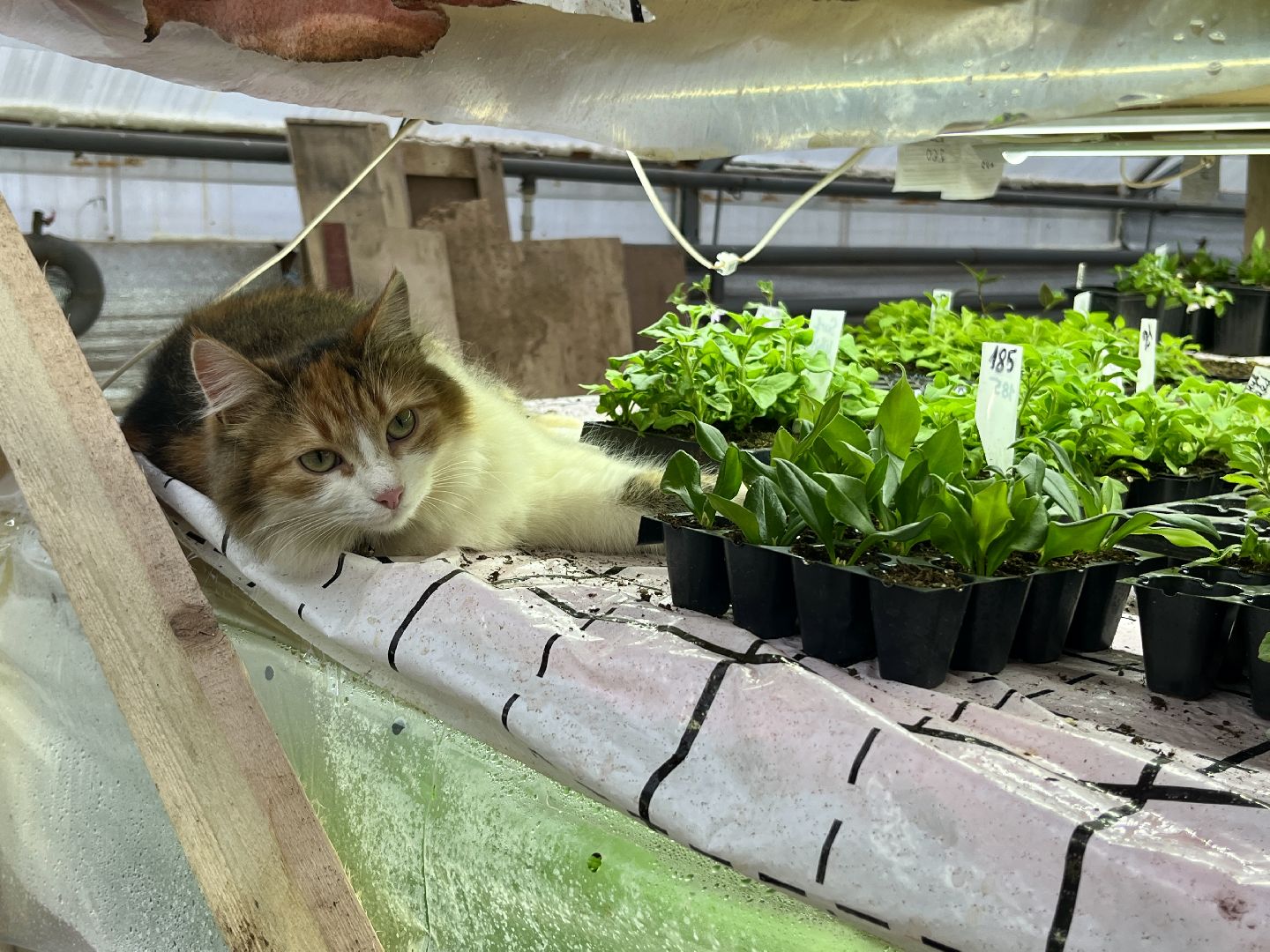 вертикалки, наро-фоминский городской округ, тепличное хозяйство, рассада,