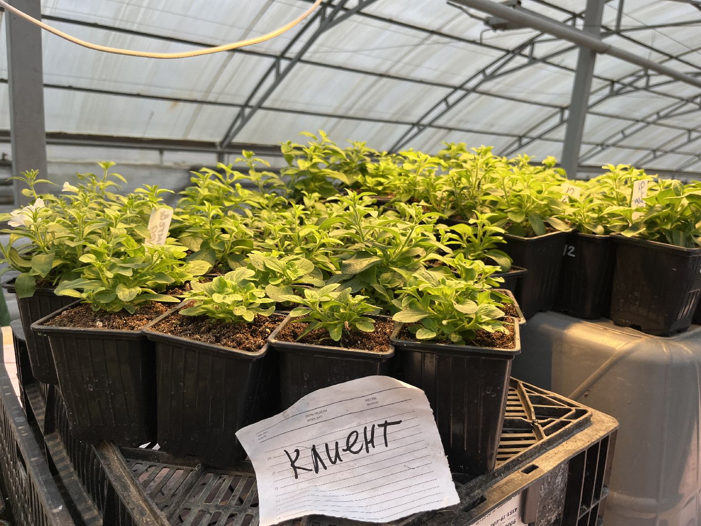 вертикалки, наро-фоминский городской округ, тепличное хозяйство, рассада,