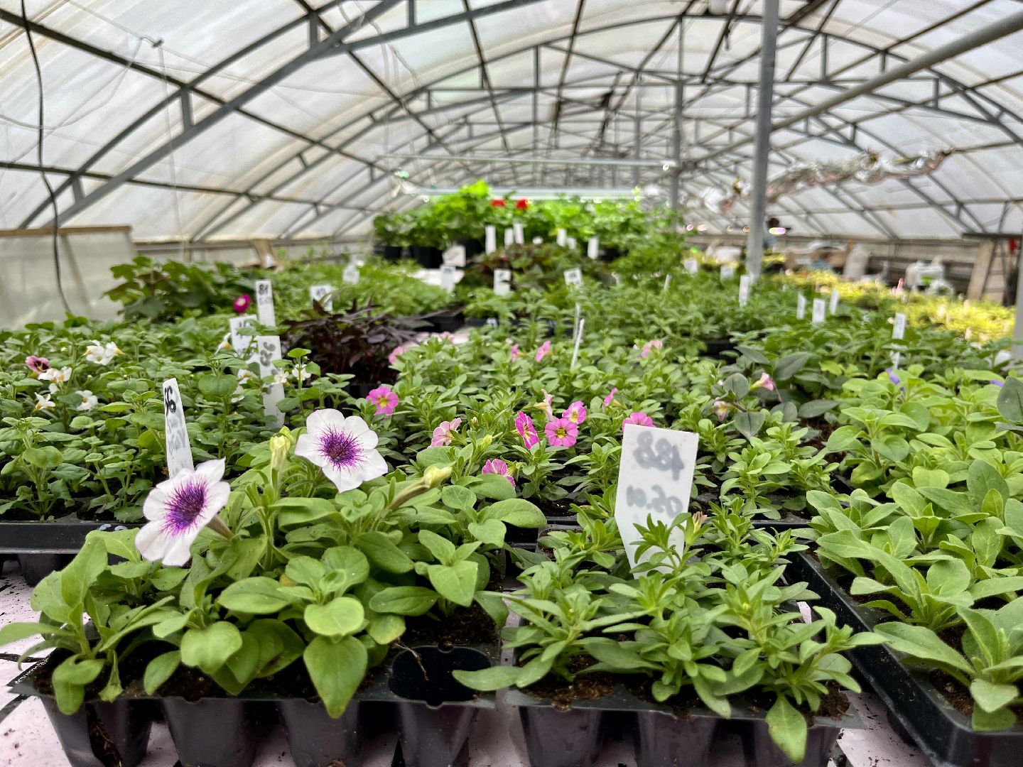 вертикалки, наро-фоминский городской округ, тепличное хозяйство, рассада,