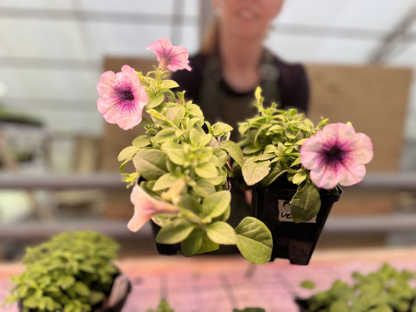 вертикалки, наро-фоминский городской округ, тепличное хозяйство, рассада,