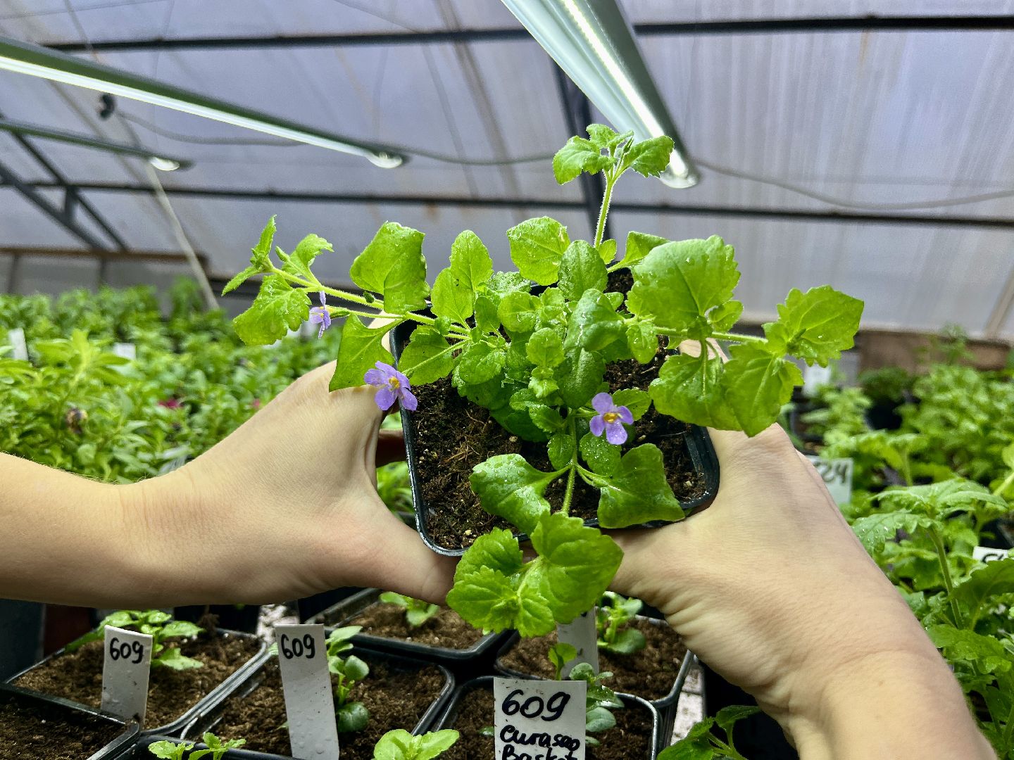 вертикалки, наро-фоминский городской округ, тепличное хозяйство, рассада,