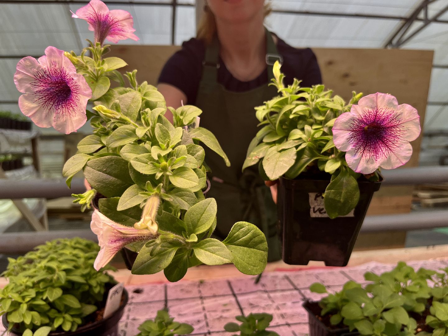 вертикалки, наро-фоминский городской округ, тепличное хозяйство, рассада,