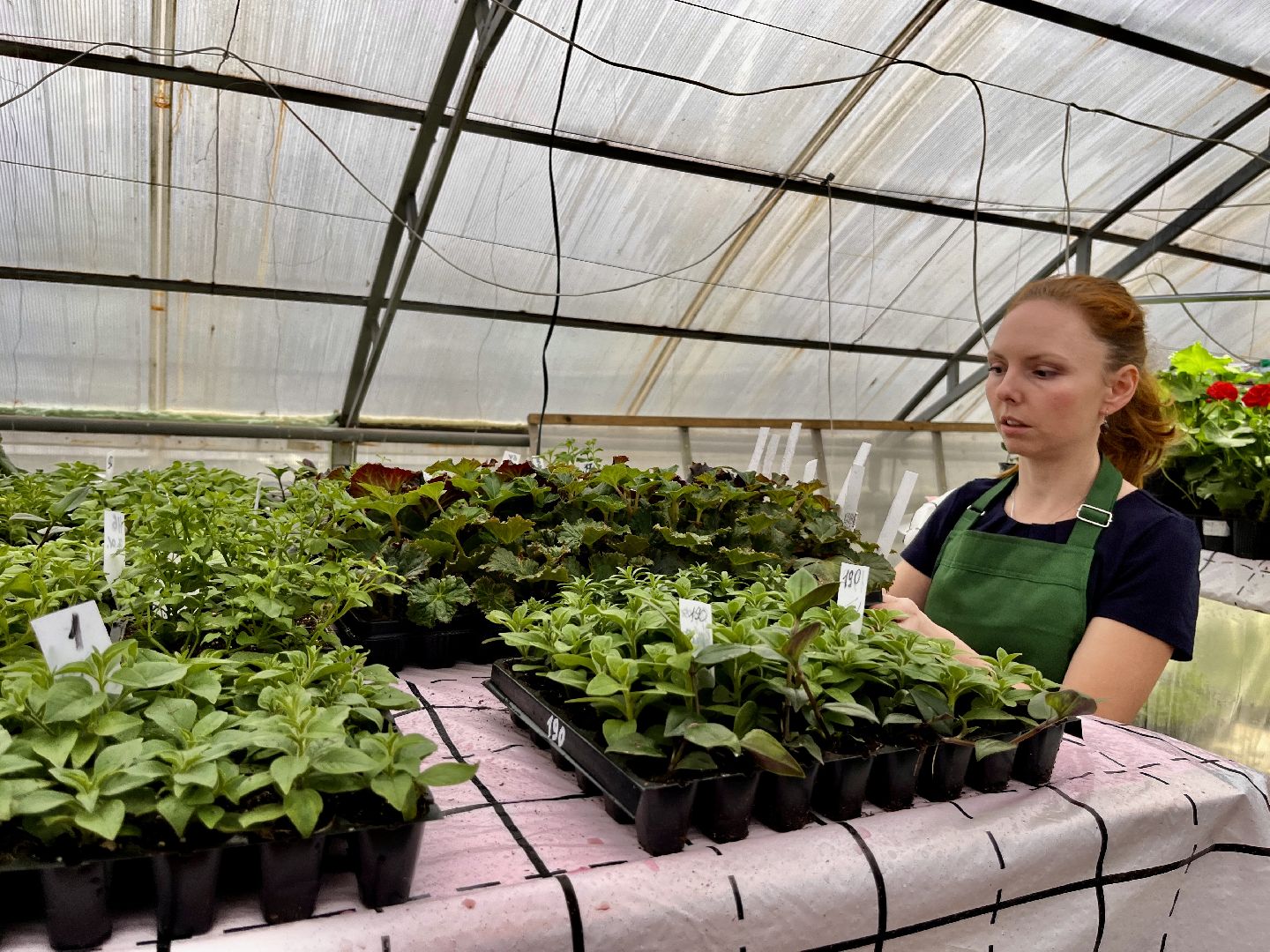 вертикалки, наро-фоминский городской округ, тепличное хозяйство, рассада,