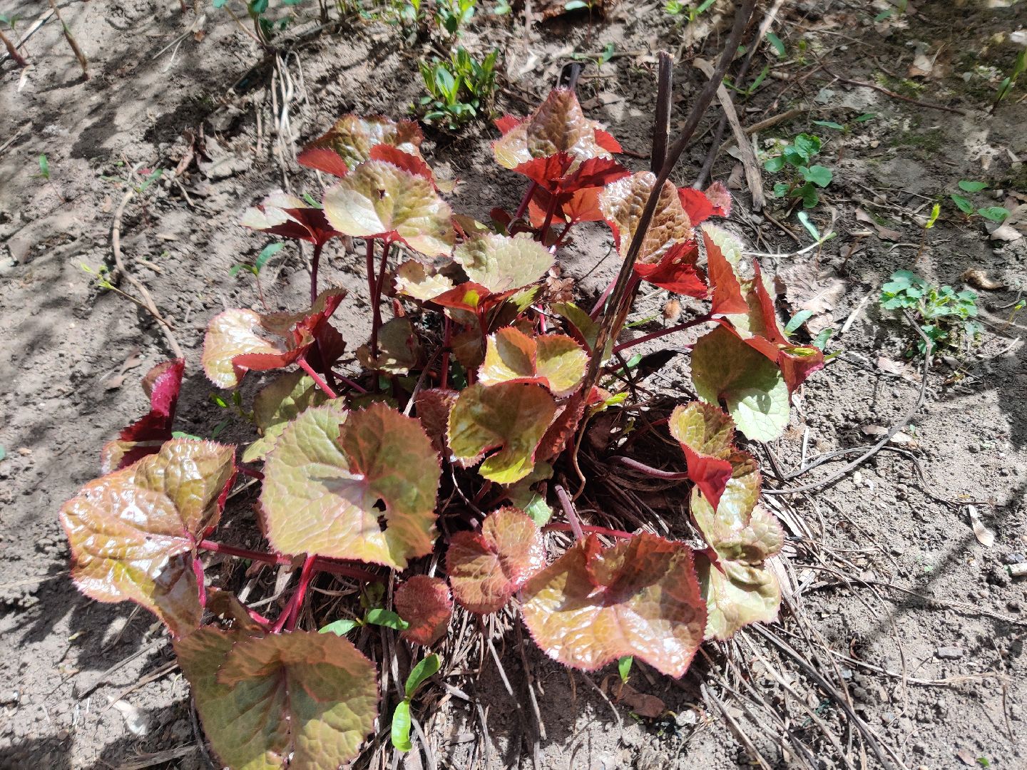 Красноармейск, Пушкинский, субботник, цветник, клумбы