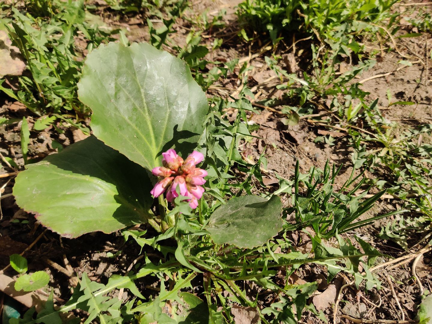 Красноармейск, Пушкинский, субботник, цветник, клумбы