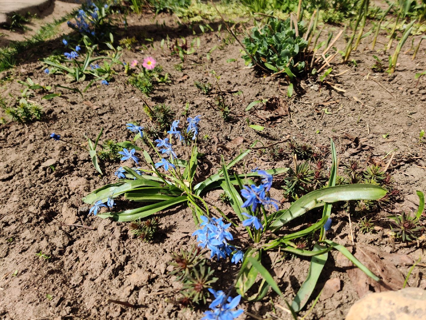 Красноармейск, Пушкинский, субботник, цветник, клумбы