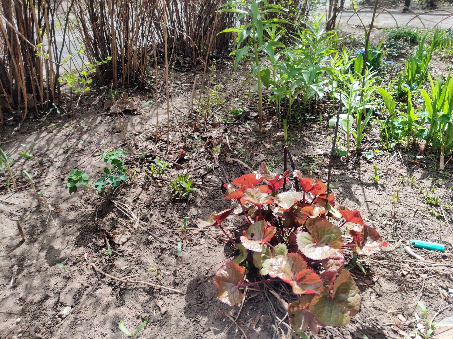 Красноармейск, Пушкинский, субботник, цветник, клумбы