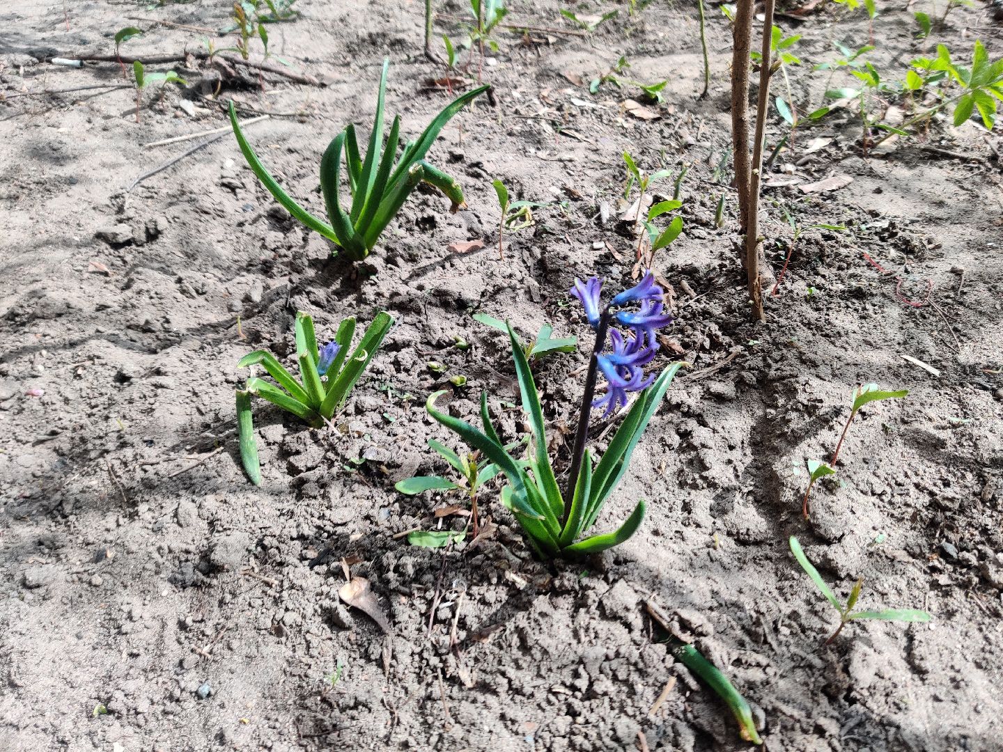 Красноармейск, Пушкинский, субботник, цветник, клумбы