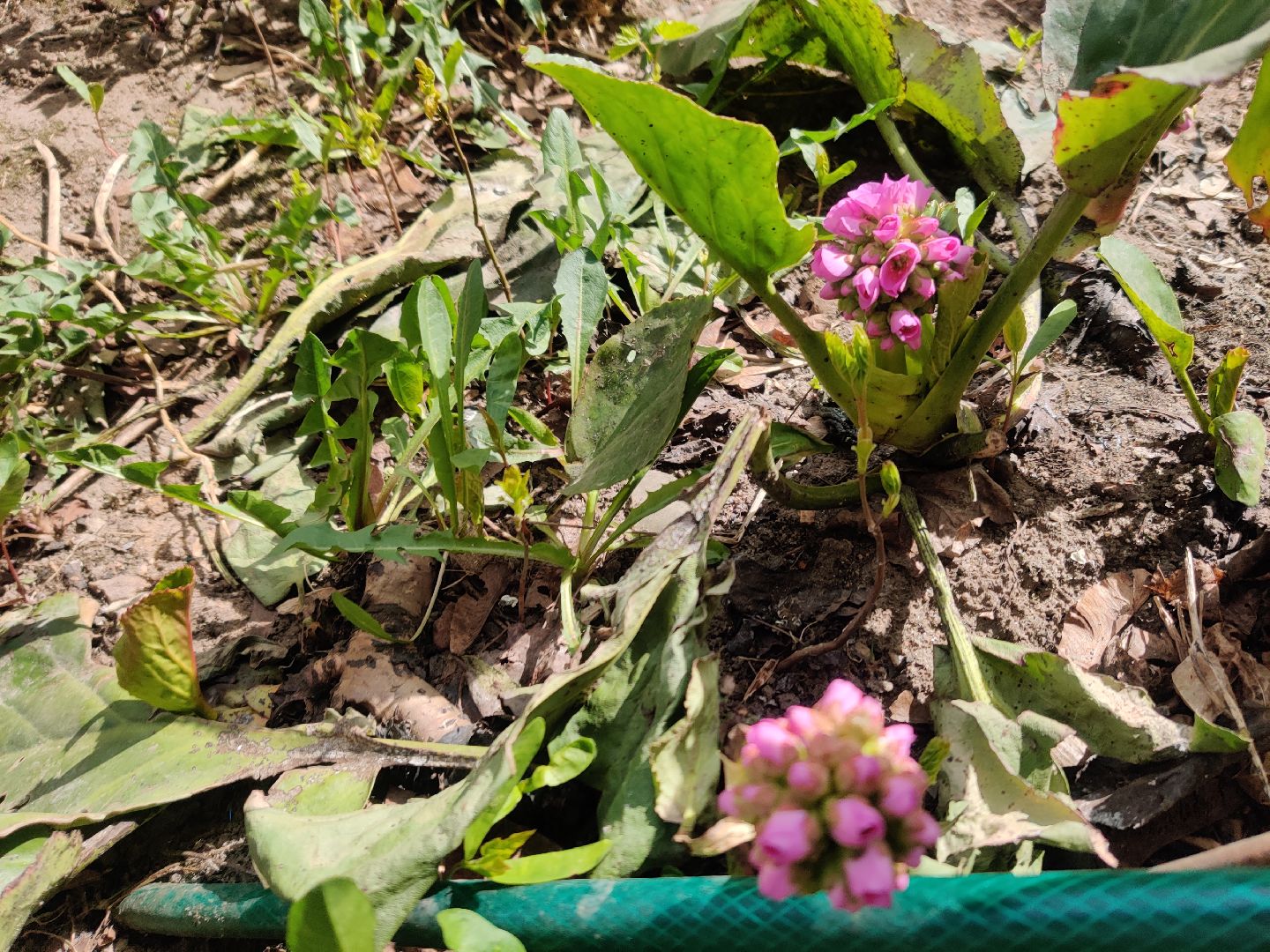 Красноармейск, Пушкинский, субботник, цветник, клумбы